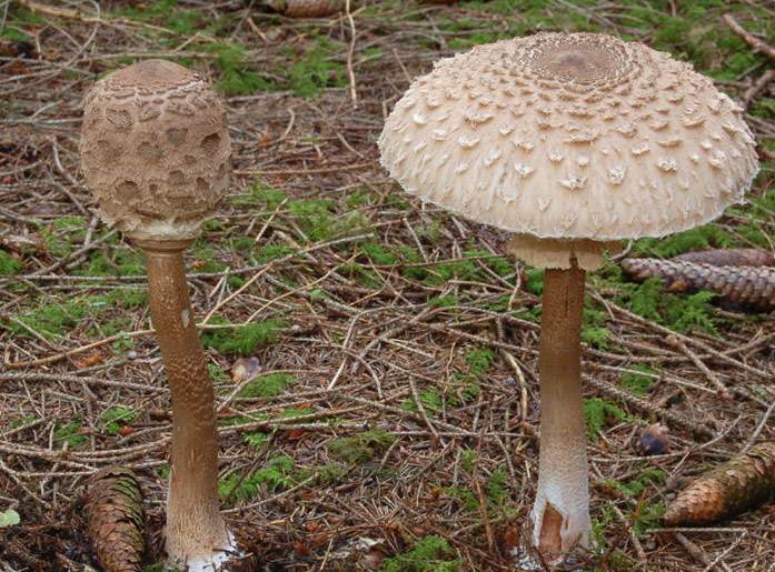 ядовитые грибы фото и описание