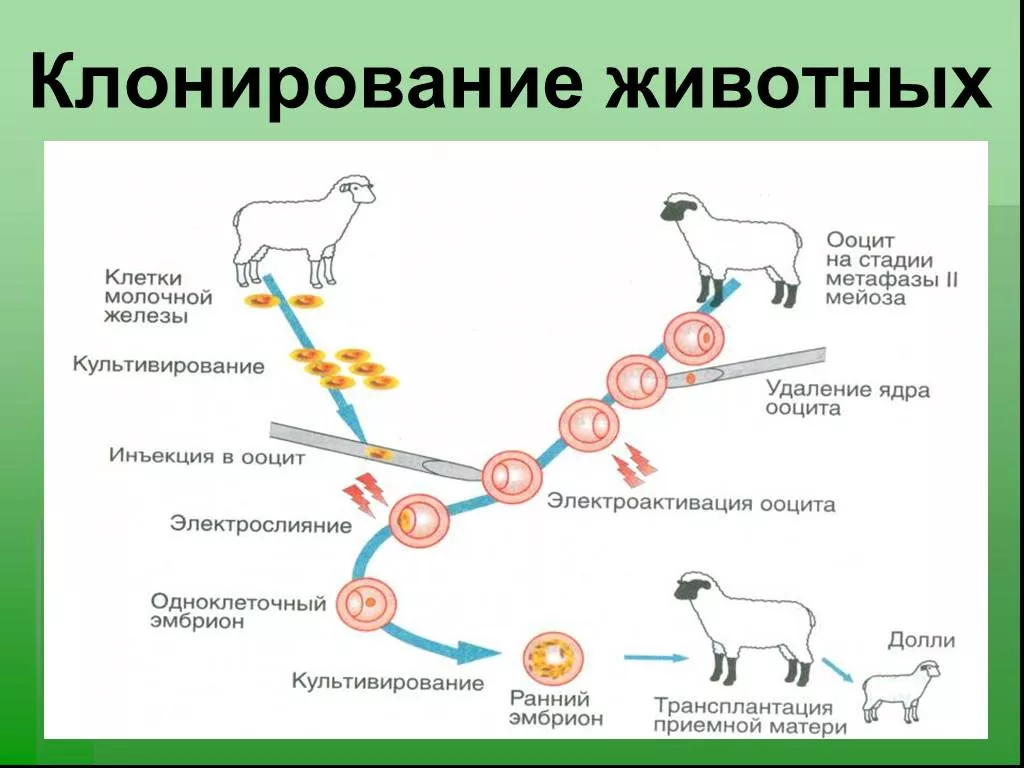 Молекулярное клонирование животных. Этапы клонирования овечки Долли. Как осуществляется клонирование схема. Этапы клонирования животных.