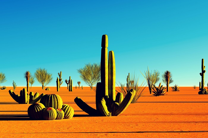 Кактусы в пустыне