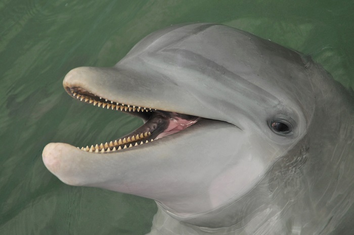 Зубы дельфина