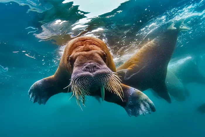 Морж в воде Морж в воде