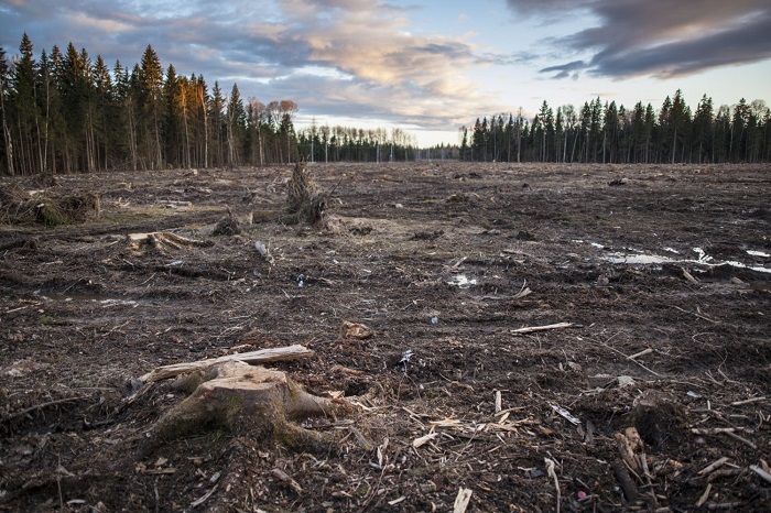 Последствия вырубки леса