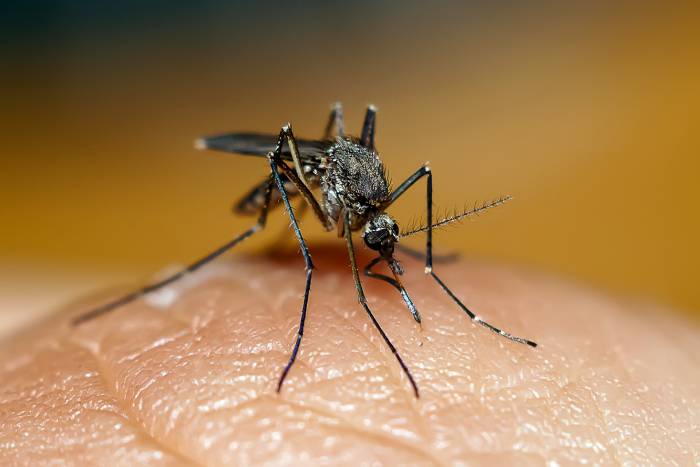 Почему комары кусают людей