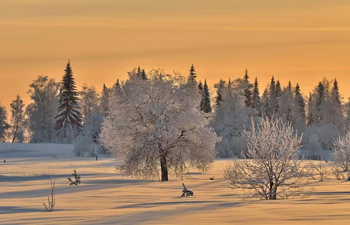 Природа в декабре Природа в декабре