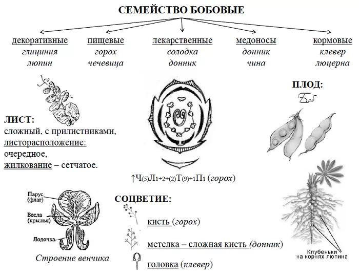 Семейство бобовые Семейство бобовые