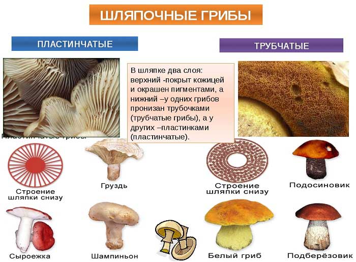тело шляпочных грибов