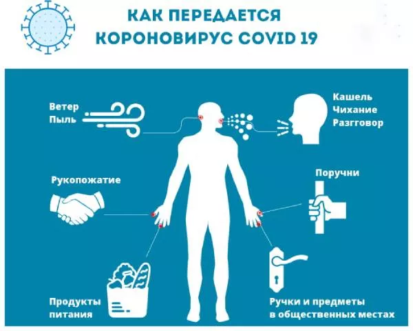 Семейство коронавирусов-4.jpg биология коронавируса