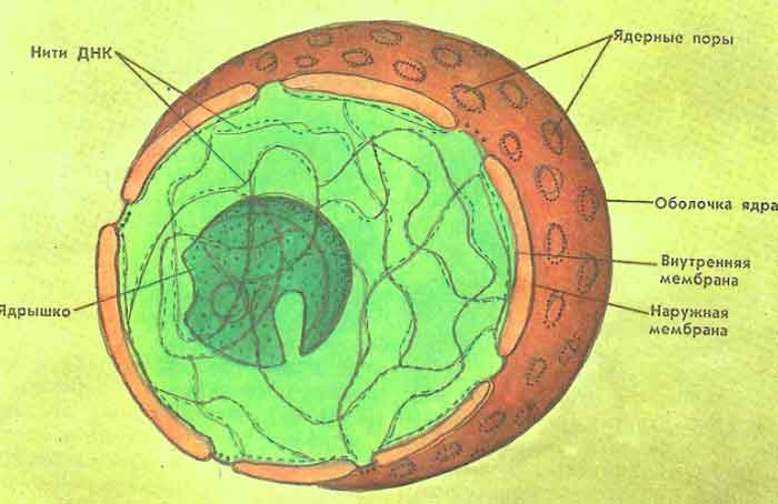 клетка человека строение и функции