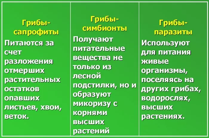 Способы питания грибов Способы питания грибов