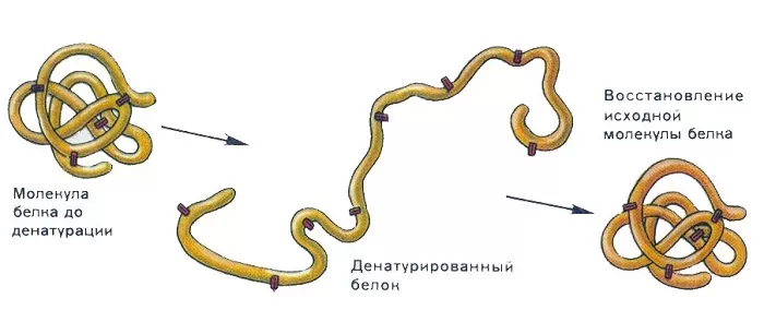 Денатурация белка Денатурация белка