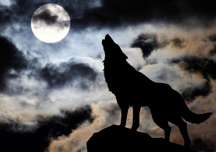 Почему волки воют на луну по ночам