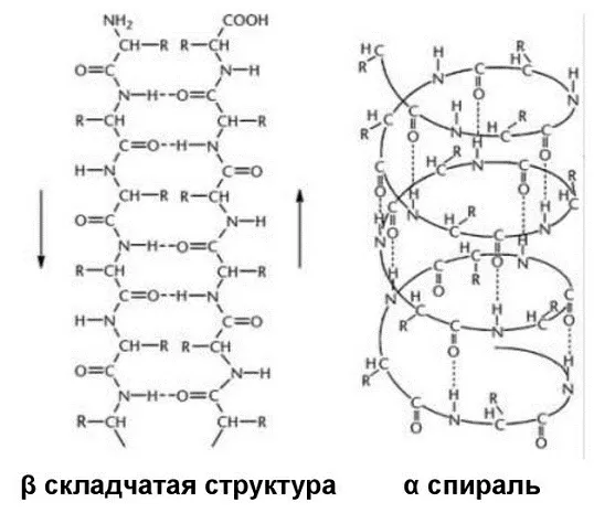 Вторичная структура белка Вторичная структура белка