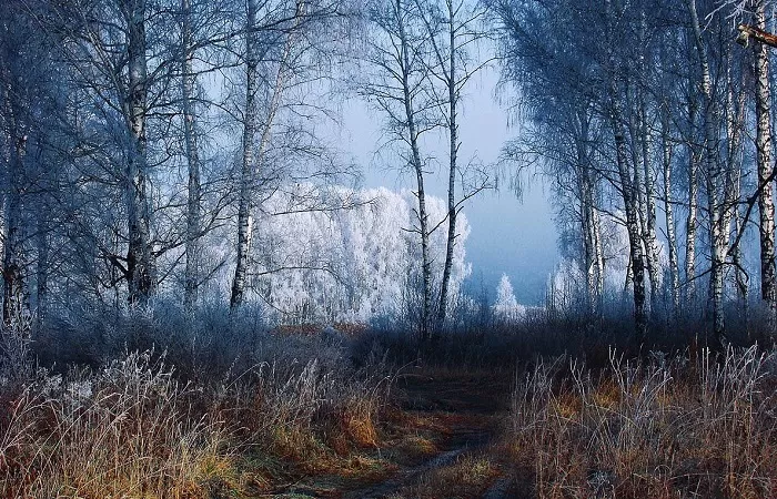 Природа в ноябре Природа в ноябре