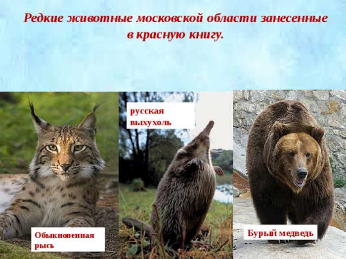 животные красной книги московской области