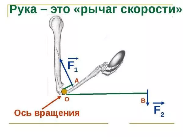 Рычаги в природе-3.jpg рычаги в природе 7 класс