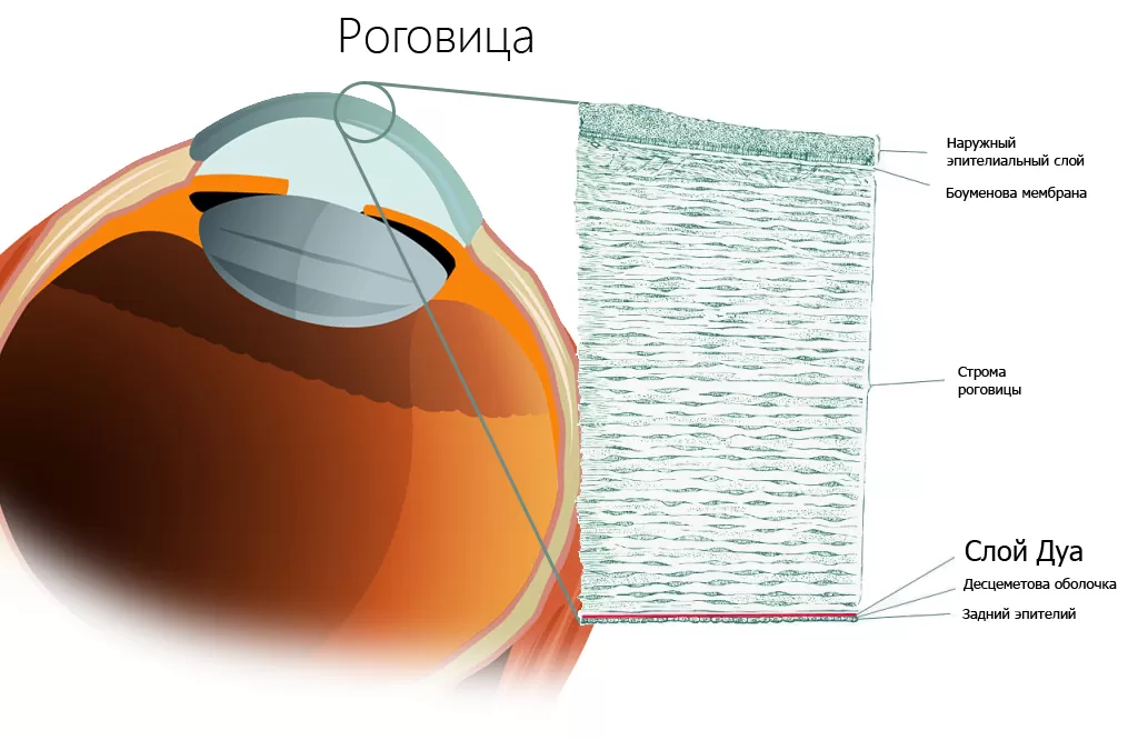 Роговица Роговица