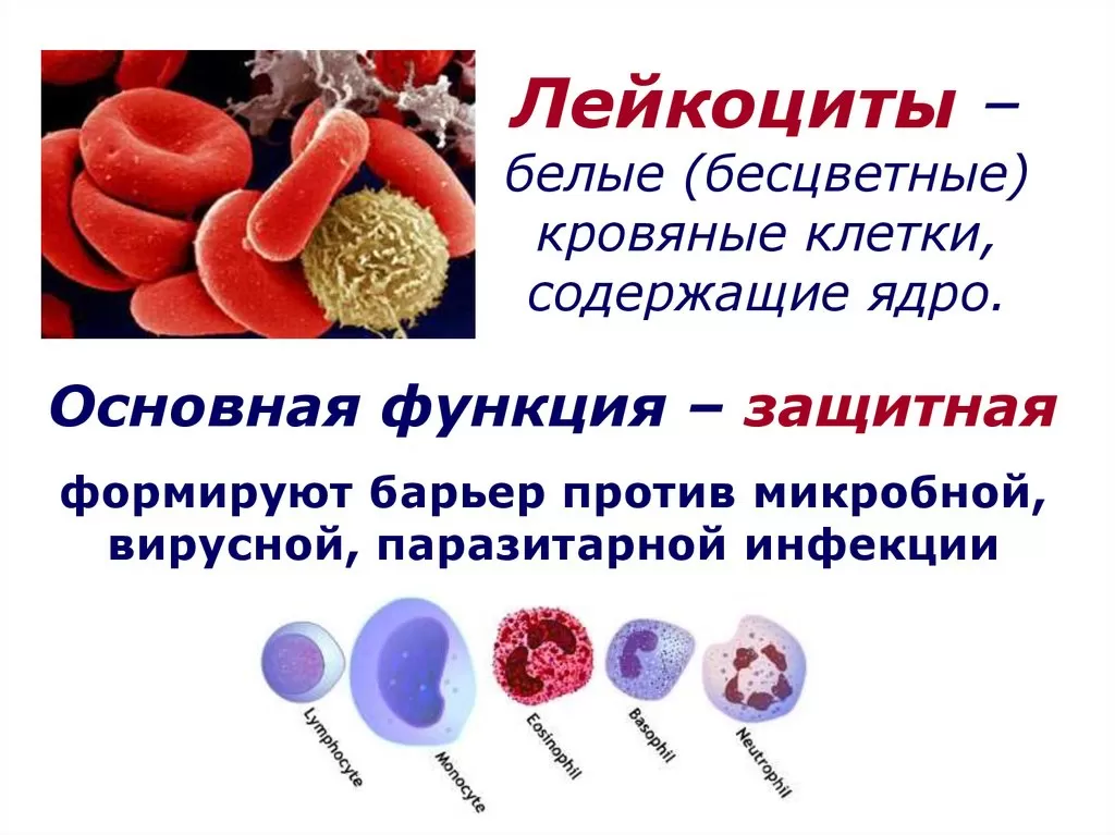 Лейкоциты Лейкоциты