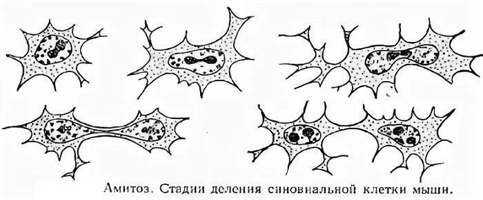 Стадии амитоза Стадии амитоза