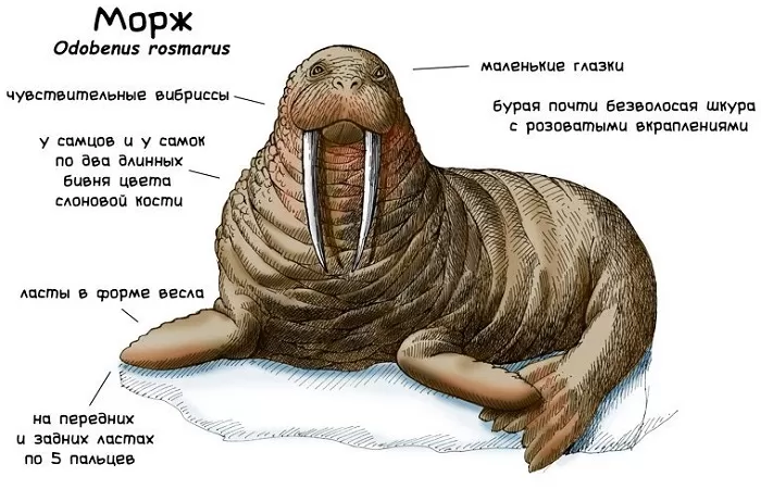 Морж Морж