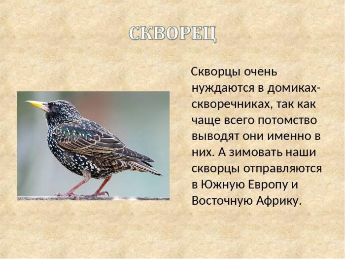 птица скворец фото и описание