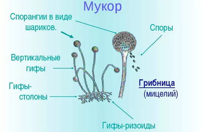 Строение мукора Строение мукора