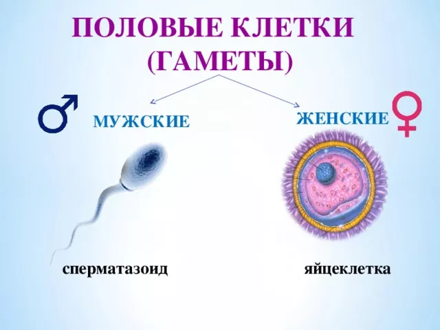 Гамета Гамета