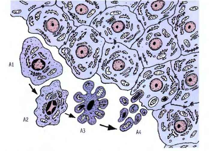 строение клетки человека 8