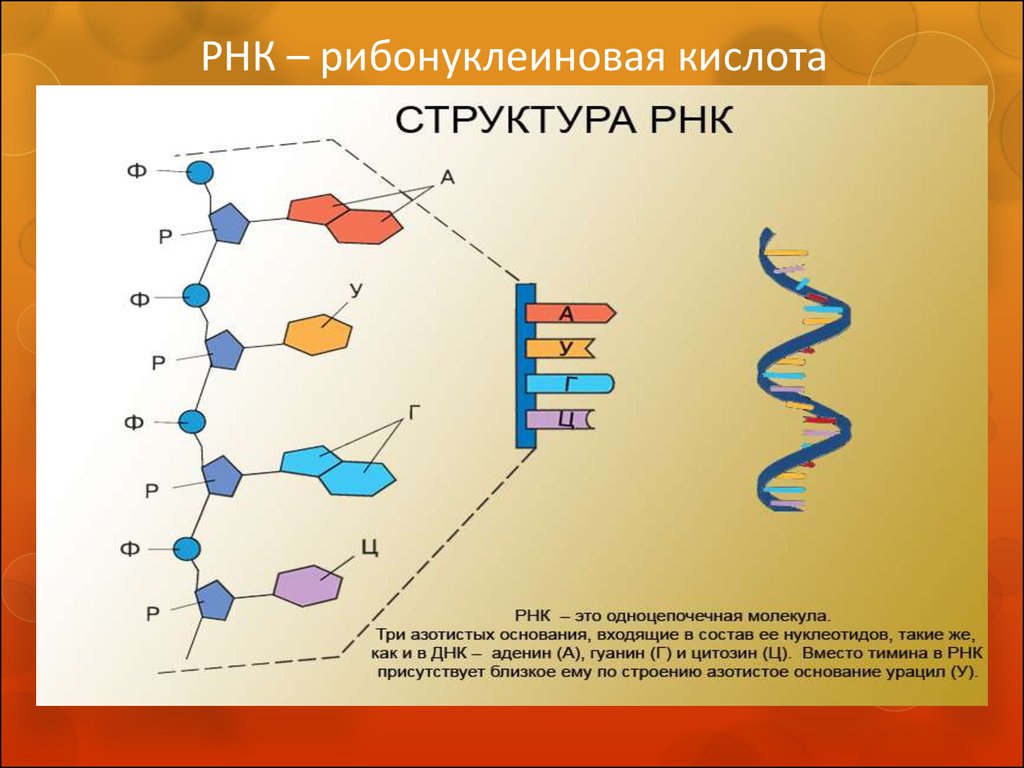 Рибонуклеиновые кислоты (РНК)