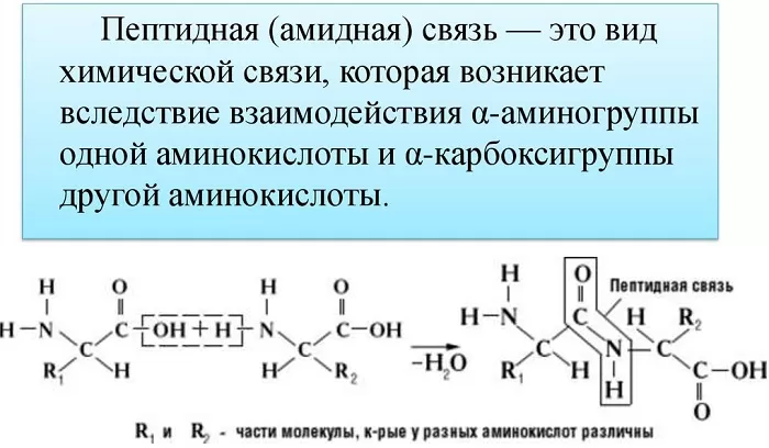 Какой низкомолекулярный продукт выделяется при образовании пептидной связи thumbnail