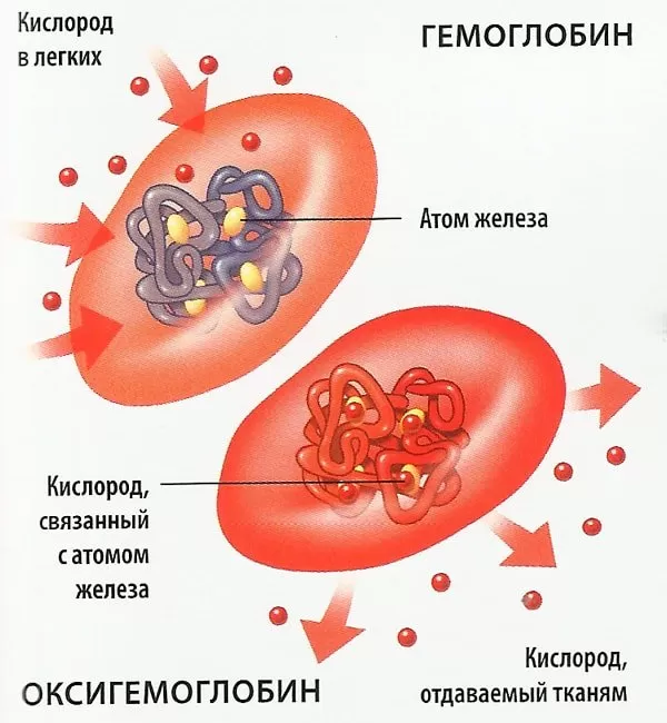 Гемоглобин Гемоглобин