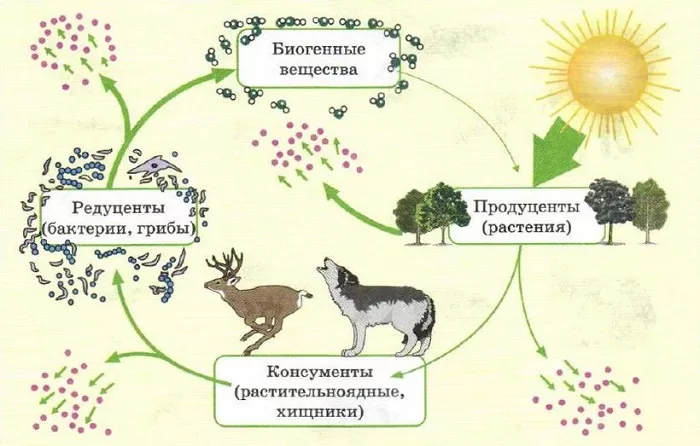 Круговорот веществ