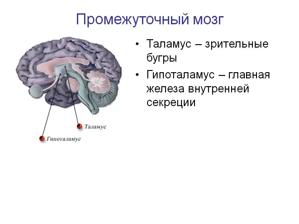 Таламус Таламус