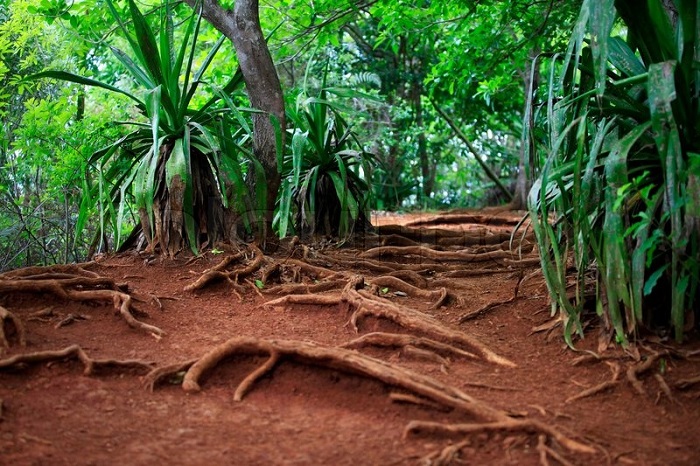 Почва тропических влажных лесов