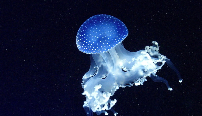 биолюминесценция в море
