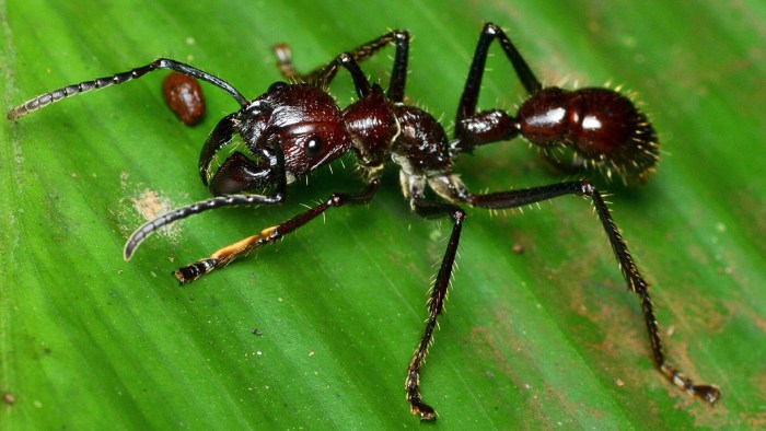 Ядовитое насекомое муравей-пуля