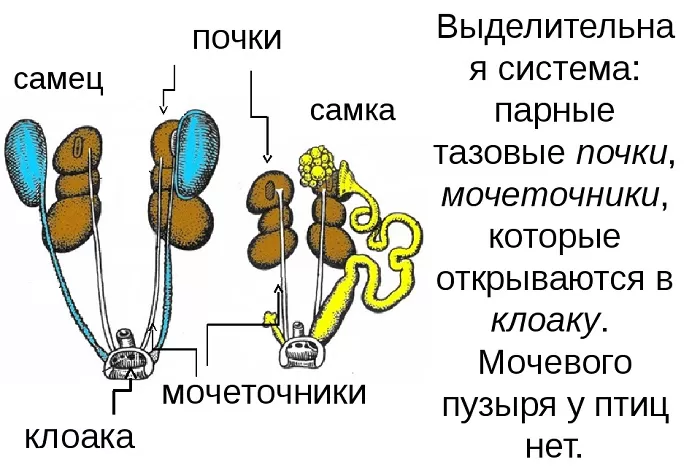 Выделительная система птиц