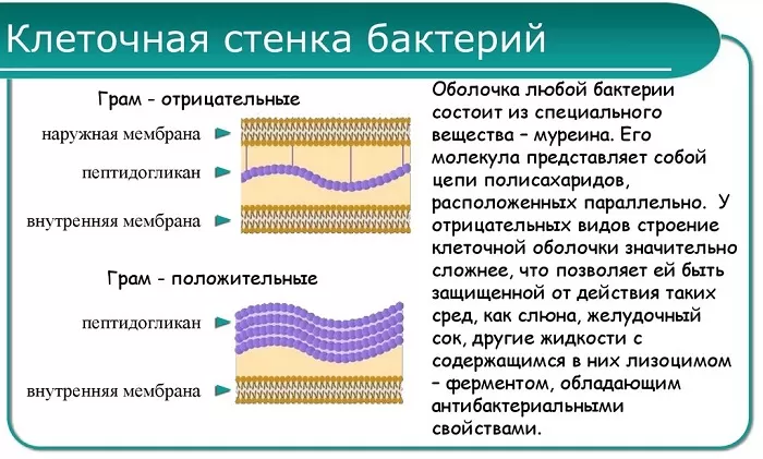 Клеточная стенка бактерий