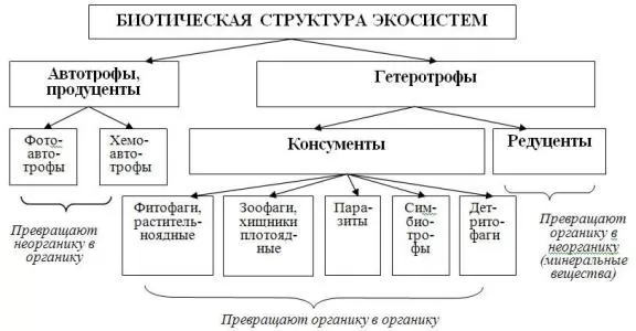 Структура экосистемы