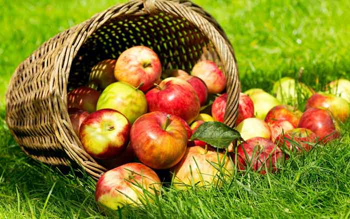 красивые стихи про яблоки