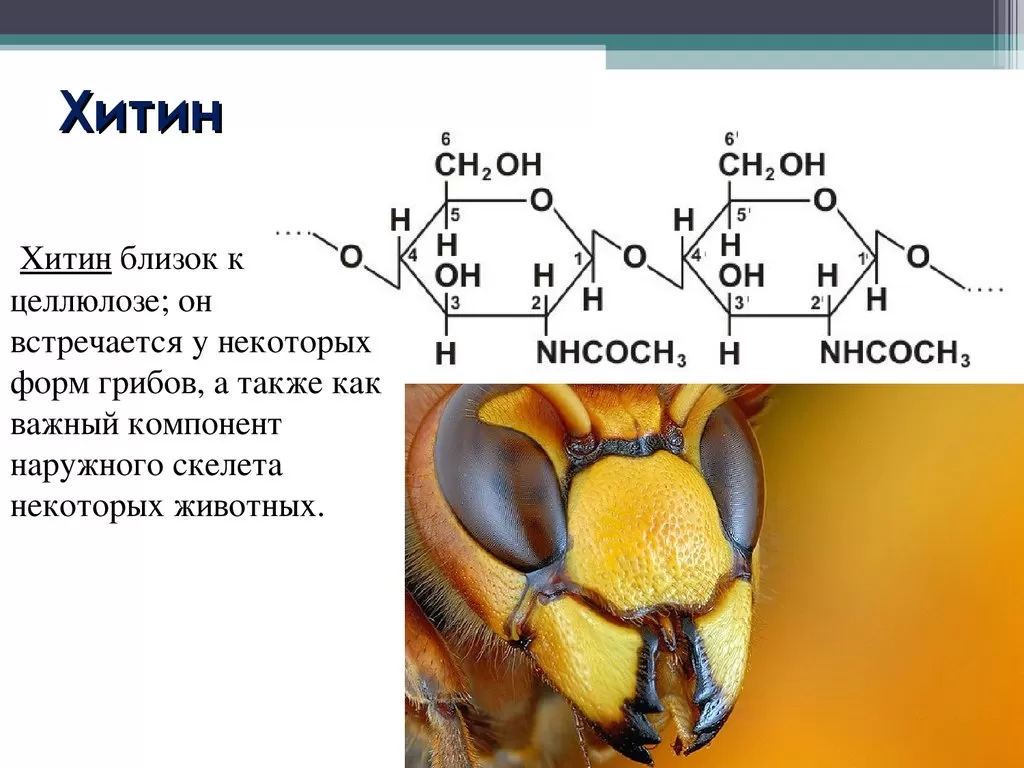 Хитин Хитин