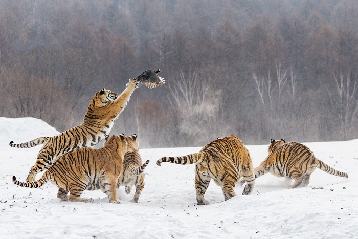 Амурские тигры на прогулке