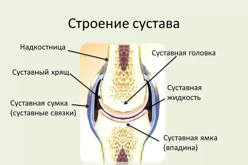 Суставы Суставы