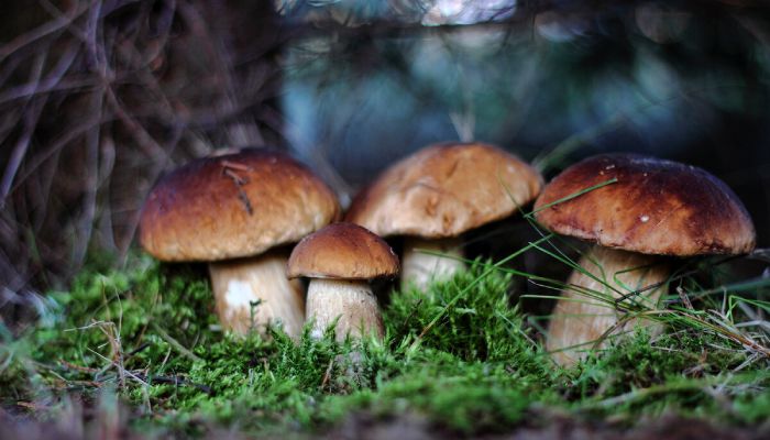 Съедобные и несъедобные грибы окружающий мир