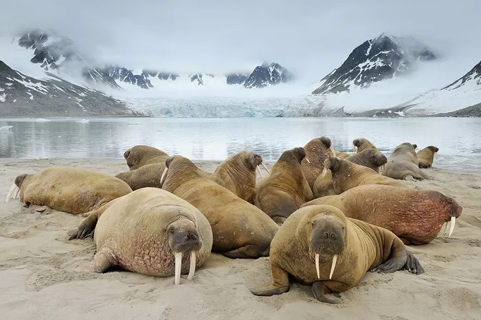 Лежбище моржей Лежбище моржей