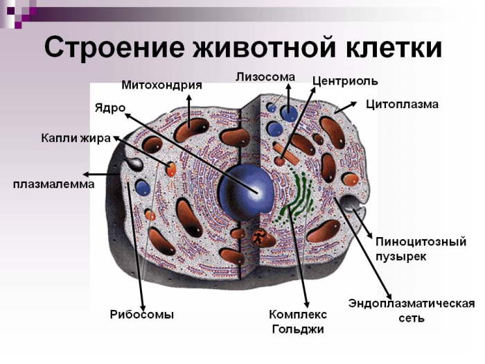 состав животной клетки