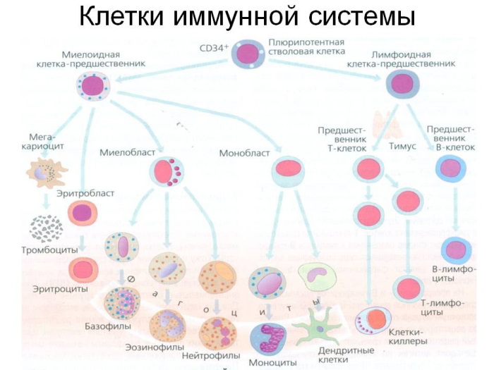 клетки иммунной системы
