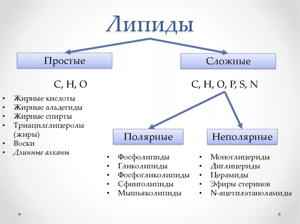 Липиды Липиды