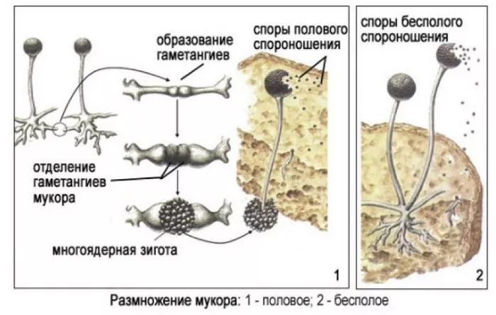 Размножение мукора Размножение мукора