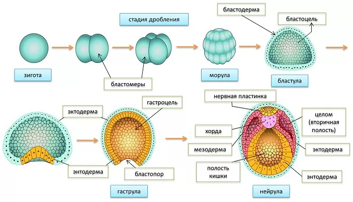 Этапы эмбриогенеза Этапы эмбриогенеза