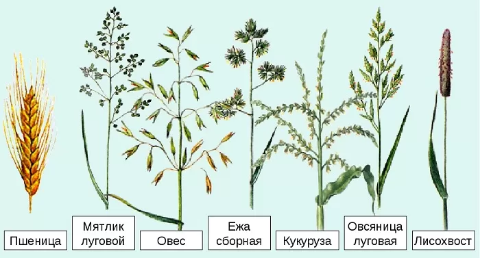 Соцветия злаковых